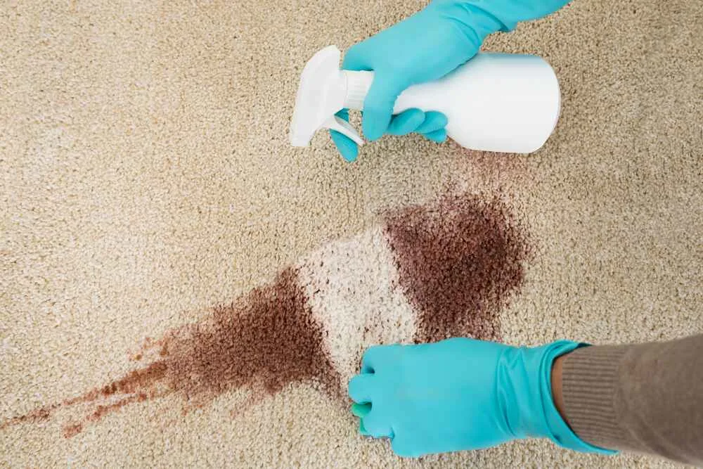High angle view of hand cleaning red wine fallen on rug at home